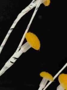 removable lighting structures 3